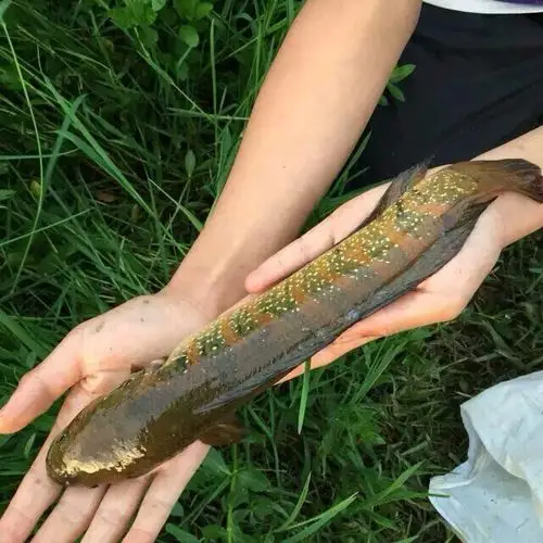 有谁知道这是什么鱼