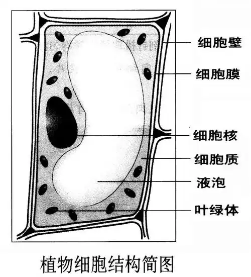 快读网 优秀教案 生物教案 九年级 > 正文植物细胞的基本结构和功能
