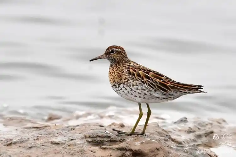 五月～那些美丽的小水鸟