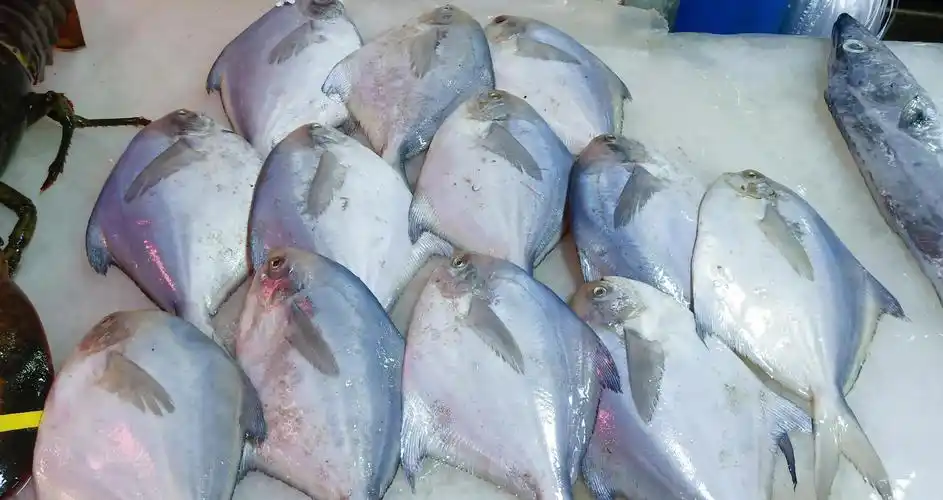 都说买海鲜水很深,不会挑选很容易被坑,这里教你如何挑选银鲳鱼