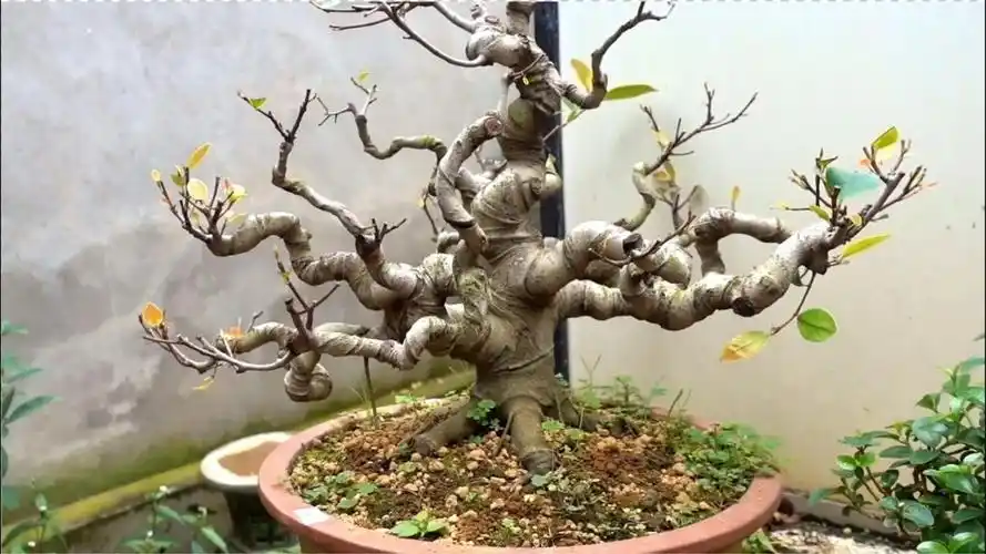 盆景枝干"一寸三弯",姿态婀娜,这样的盆景堪称精品,价值不菲