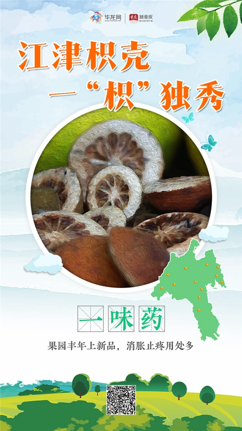 组图海报丨江津枳壳一枳独秀