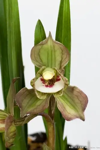 春剑水晶荷瓣请大家欣赏