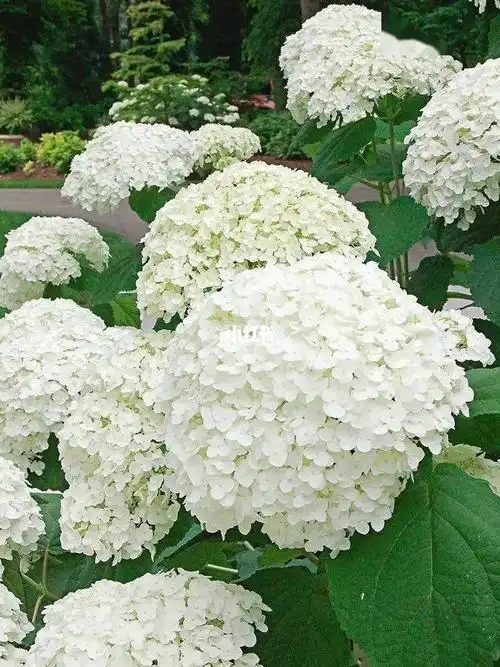 无敌贝拉安娜绣球  #绣球