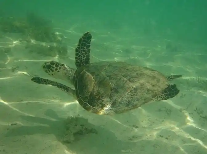 target="_blank" href="/item/爬行纲">爬行纲 /a>,海龟科的海洋动物