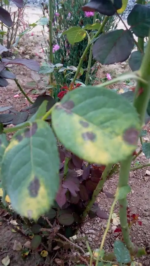 月季花的叶子发黄,黄斑中间还有若干褐色的斑,这是什么病?