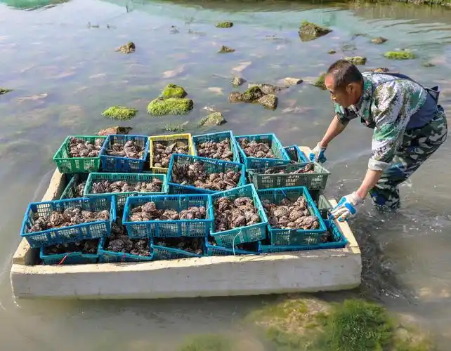 地球知识局|养殖业|养殖|海产_新浪新闻