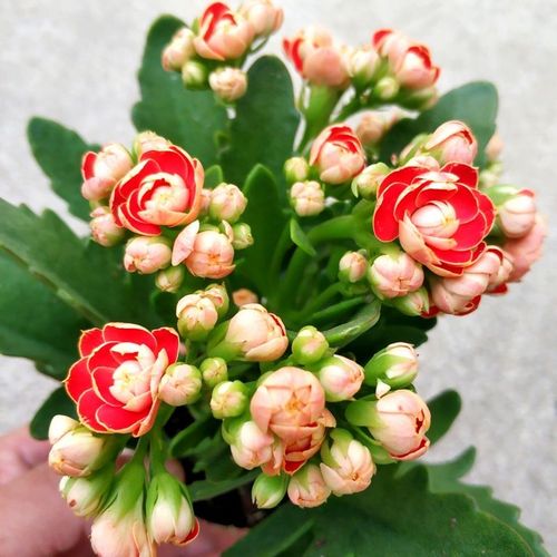 大花苞日内瓦大花重瓣金狐狸长寿花盆栽花卉阳台观花绿巴黎长寿花