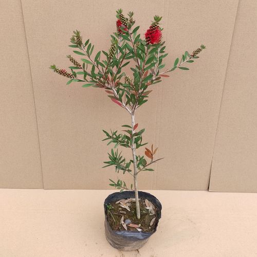 红千层盆栽刷子花一串红木本绿植花卉客厅阳台庭院花园种植物耐寒--爱
