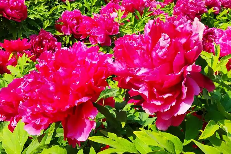 天下真花独牡丹