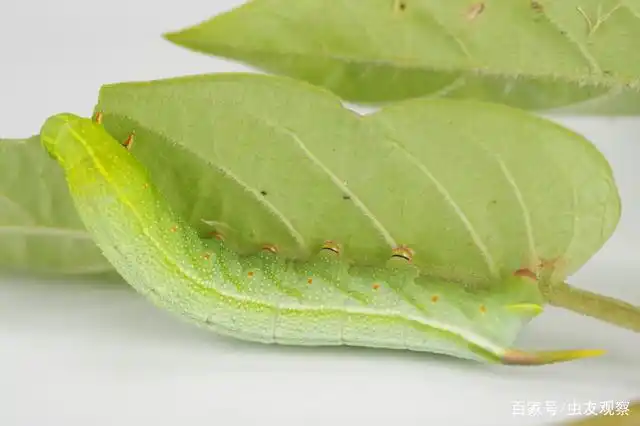 小豆长喙天蛾幼虫