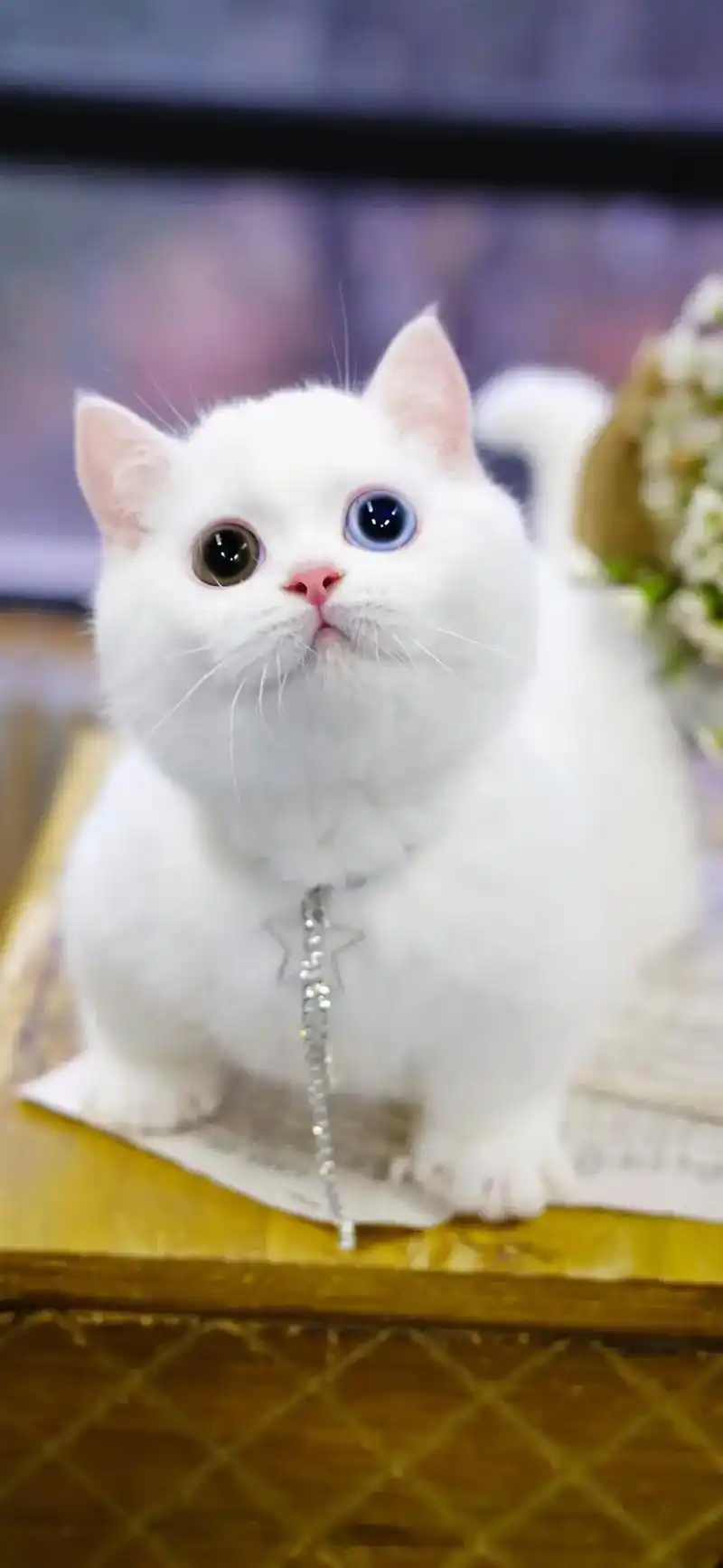 精品#纯白异瞳曼基康#矮脚猫 弟弟 包子脸眼色素高  五粉贴 - 抖音