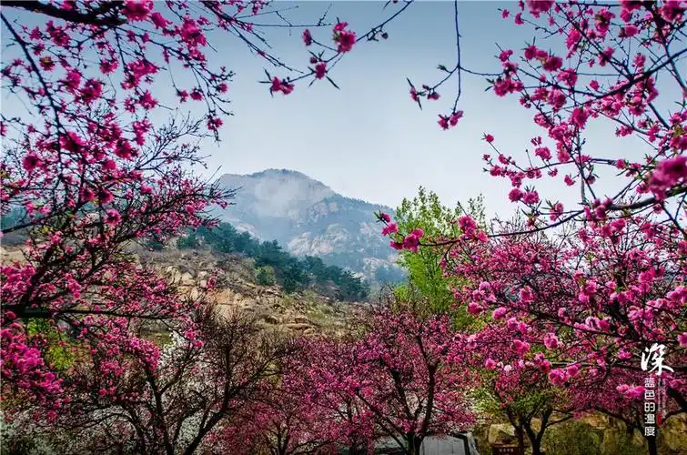 最美泰山桃花峪