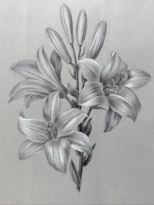 圆珠笔 白铅笔 灰色素描纸 临摹的一幅花卉图谱作品#素描  #临摹