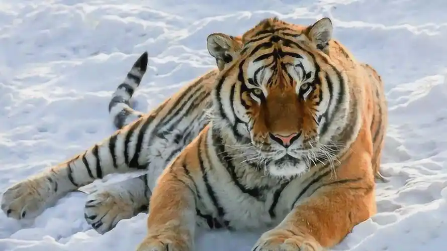 同样是肉食性动物,猫科动物体型普遍比犬科动物大,为什么呢?