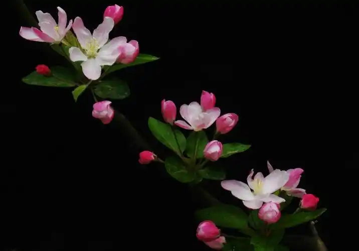 首页 图片素材 植物花卉 西府海棠图片 > 西府海棠图片 第11张