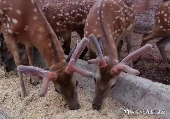 鹿角和鹿茸有什么区别? - 知乎