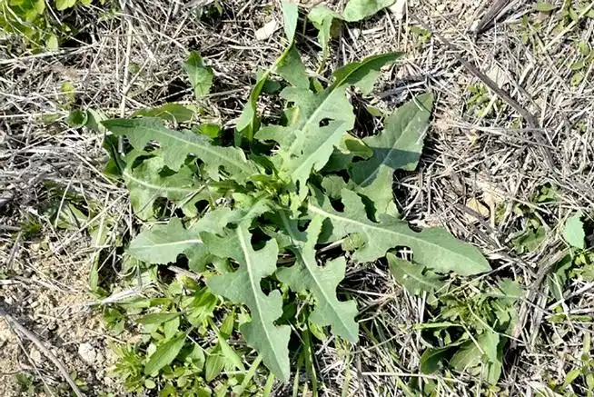 p>野莴苣(学名: i>lactuca seriola  /i>l)是