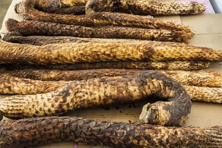 5分钟教你学会分辨肉苁蓉的真伪优劣