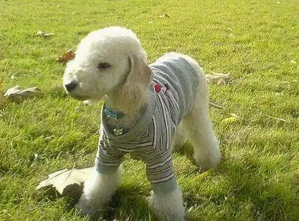 对于大部分的城市的爱宠人士来说,贝灵顿梗的最大优势是不掉毛.