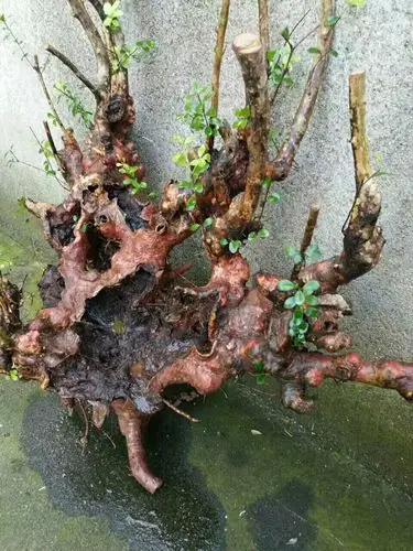 2017年五月下山的两个精品赤楠桩,今年的生长情况.