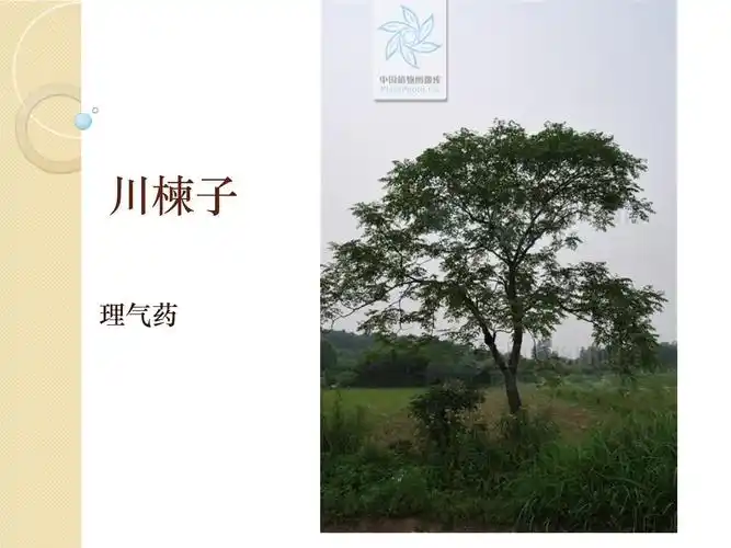 川楝子植物形态,功效,主治,临床应用课件_第1页