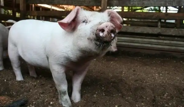 杂食者的两难 — 有关荷兰经济动物的命题