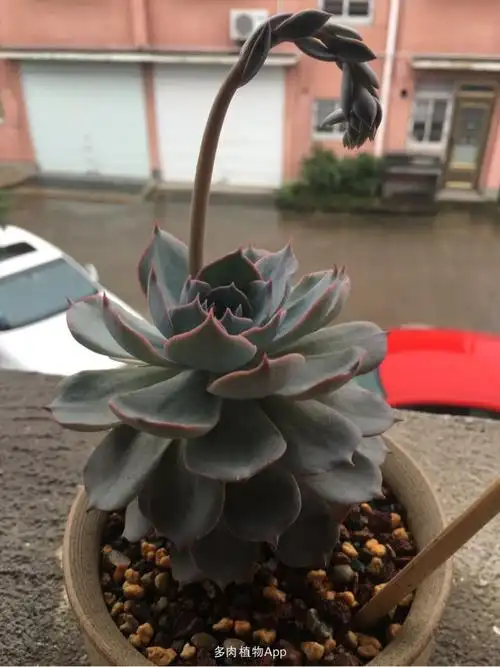 家有鲜肉 我的蓝石莲要开花了