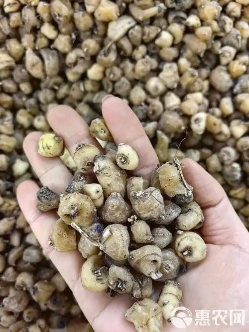 [山慈菇批发]山慈姑 批发毛慈菇产地一手货源 量大从优价格128元/斤