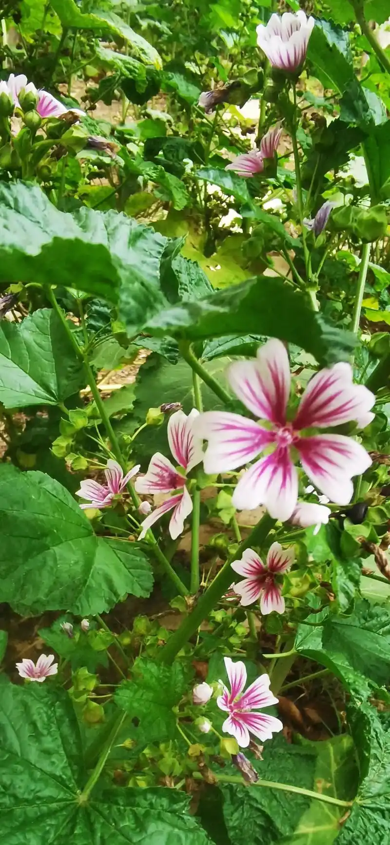妈妈花园里的圆叶锦葵正是盛花期,五年前的春天几粒种子种下,现 - 抖
