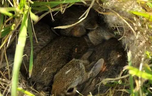 成年野兔一般有5斤左右,跟家兔相比,它们的后腿更长,好像澳洲的袋鼠.