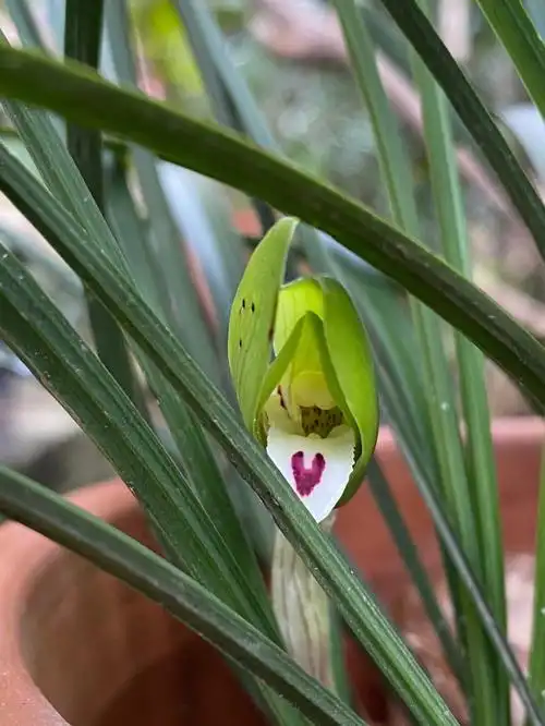 一朵敲可爱的春兰