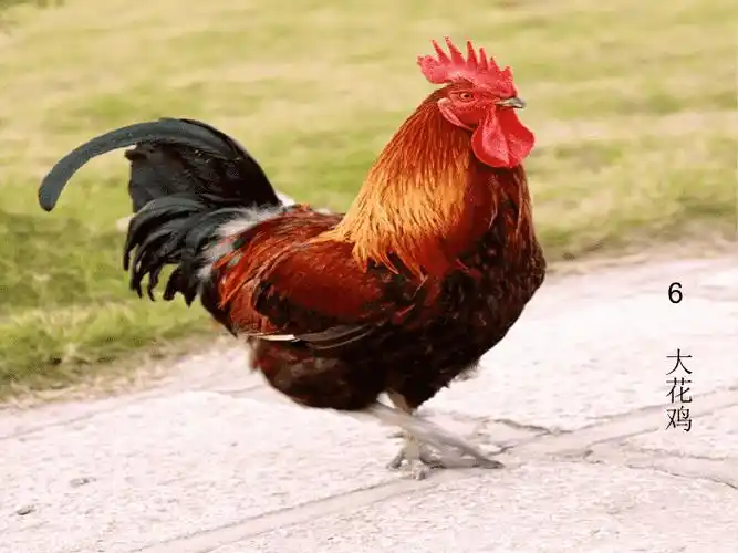 四年级上册美术课件-第6课 大花鸡|冀美版(2014秋) (共22张ppt)