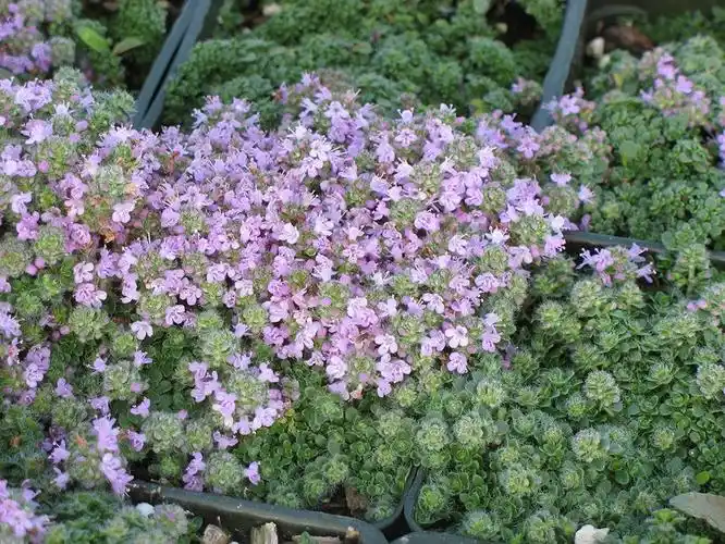 6种匍匐生长的垂盆植物,种石板路边顽强开花,庭院入门覆盖植物
