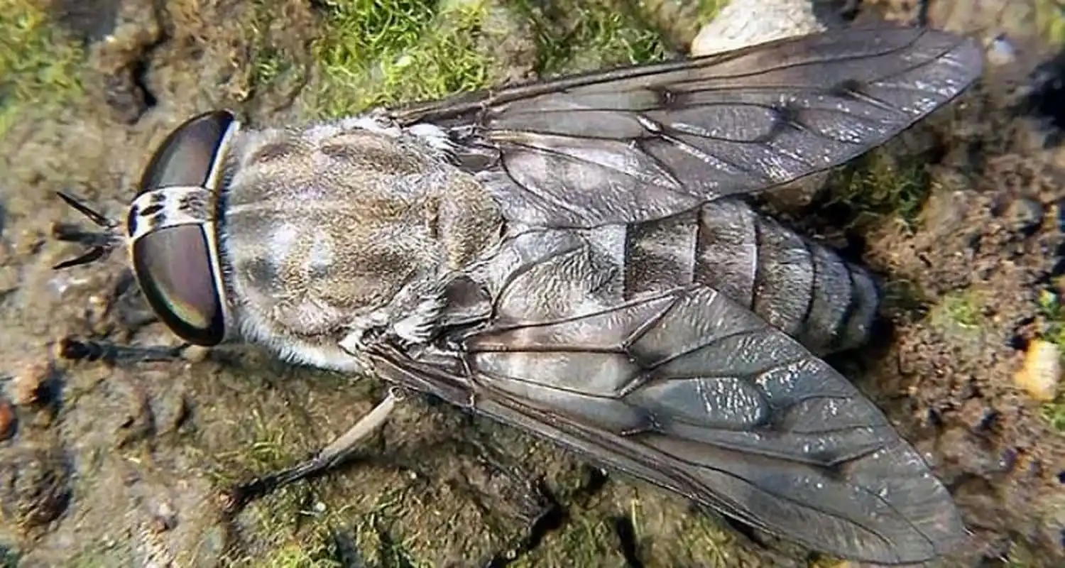 叫瞎蜢子,盯身上就一个大包很疼,现在看不到了,不知道你们那里还有吗?