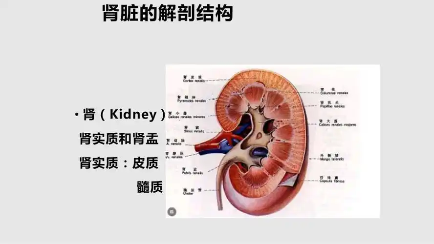 急性肾功能衰竭患者的监护_第3页