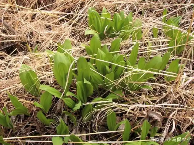 寒葱属于多年生植物,龙哥把它作为一辈子的事业,在他的心里自己先富裕