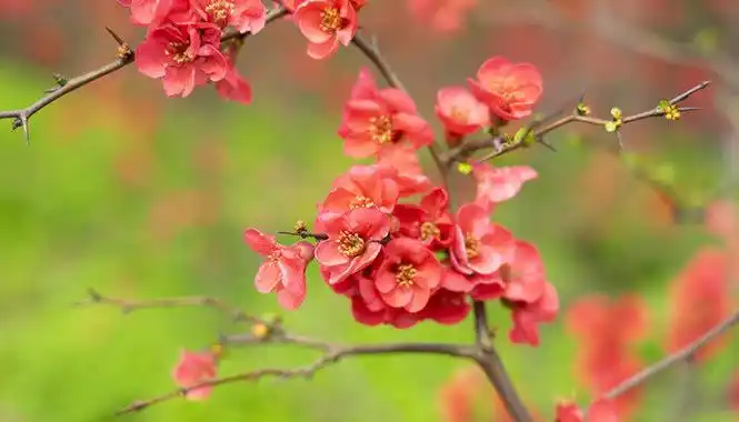 【花语】晚夜玉衡海棠花语