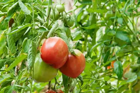 西红柿在树枝上图片