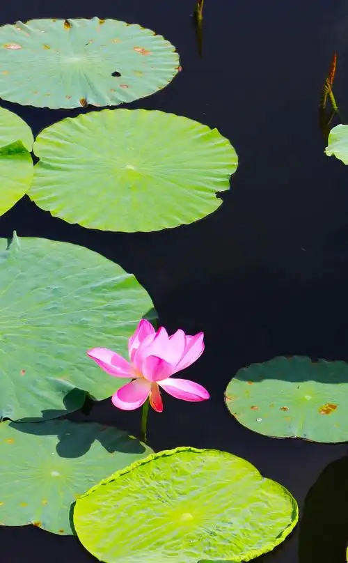 运粮河上,荷花池边