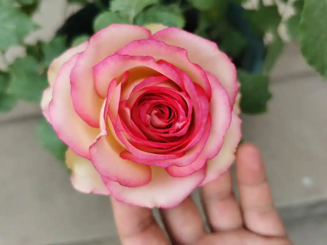 梦露月季的优缺点