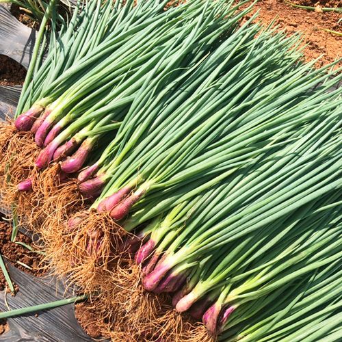 新品四季红根小香葱种子盆栽红葱大葱小葱种籽春季秋