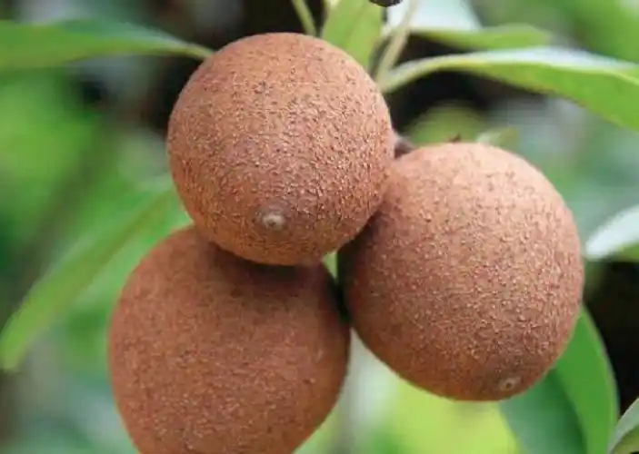 人心果别名奇果赤铁果