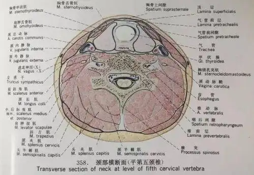 这个切面像极了人类横断面的解剖,我们来回顾一下人类的颈部横断面.
