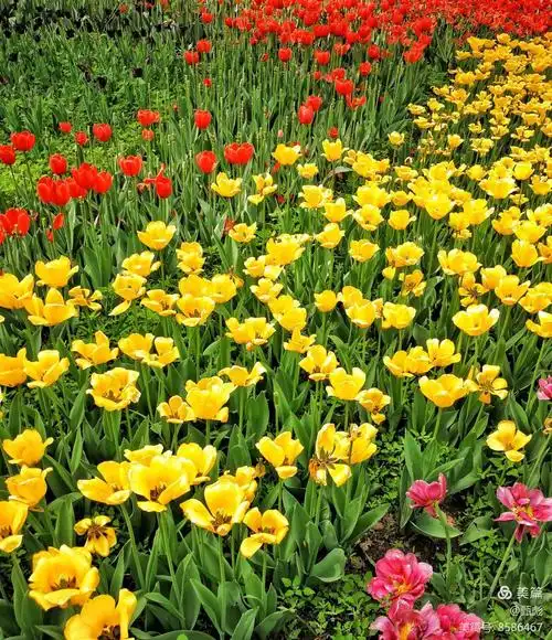 春天的北京植物园鲜花怒放
