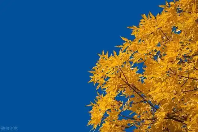 秋叶摄影技巧掌握这9个技巧拍出与众不同的秋色照片