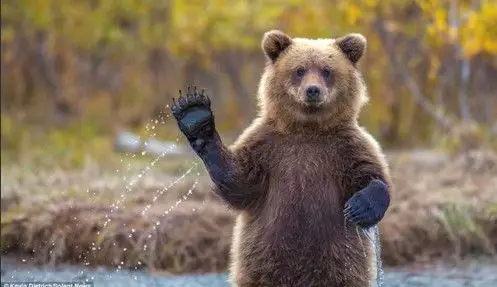 美国摄影师迪特里希日前拍摄到了一只雌性灰熊宝宝用后腿站立起来