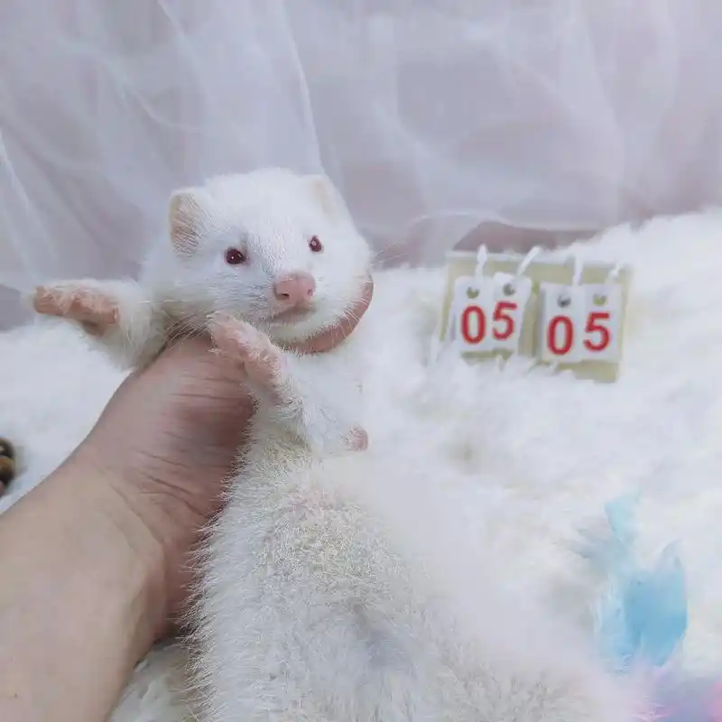 纯白红眼色雪貂