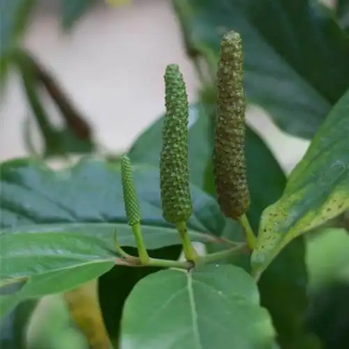 荜茇提取物 多种规格提取 药食同源 荜茇粉 荜拨提取物