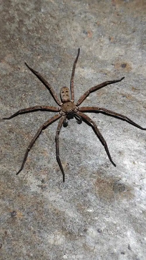 半园#客人:白额高脚蛛.